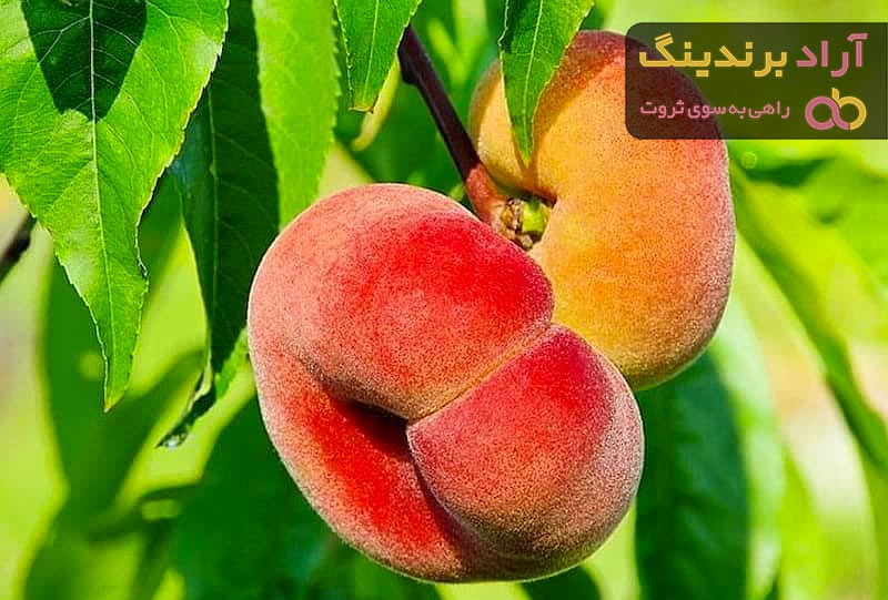 قیمت هلو انجیری درجه یک