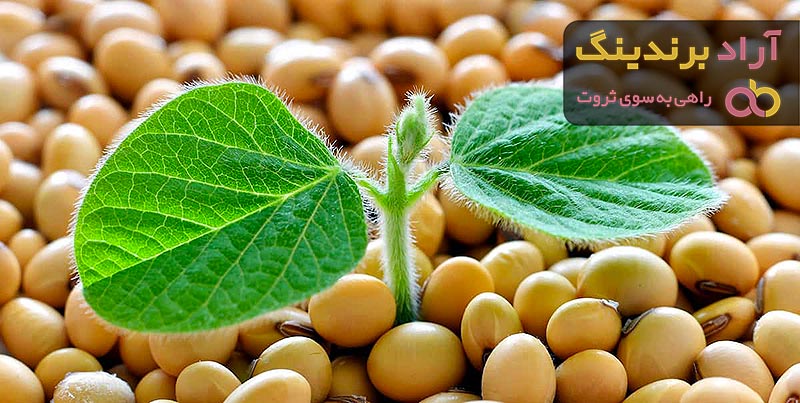 قیمت سویا دامی
