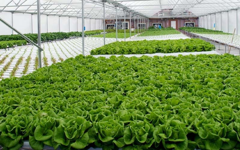 قیمت محصولات گلخانه ای