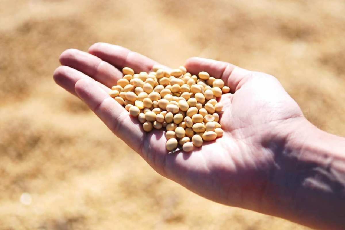 قیمت سویا دامی برزیل