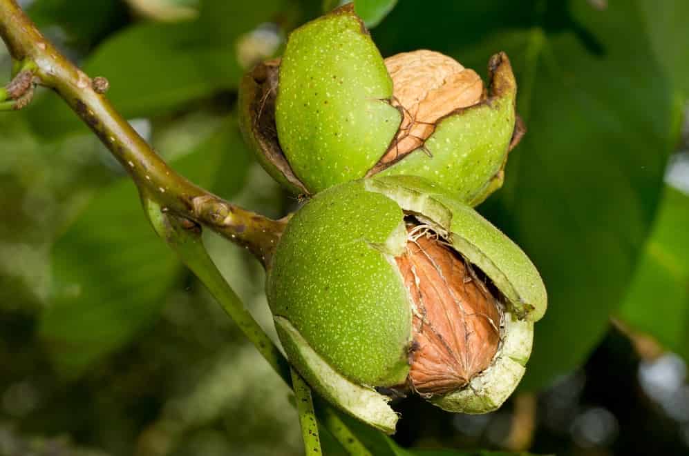 قیمت گردو سبز تهران