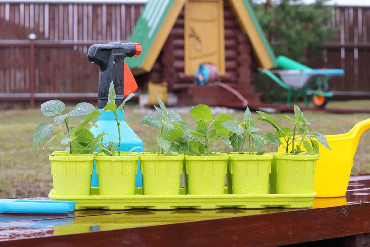 قیمت گلدان پلاستیکی کوچک رنگی 