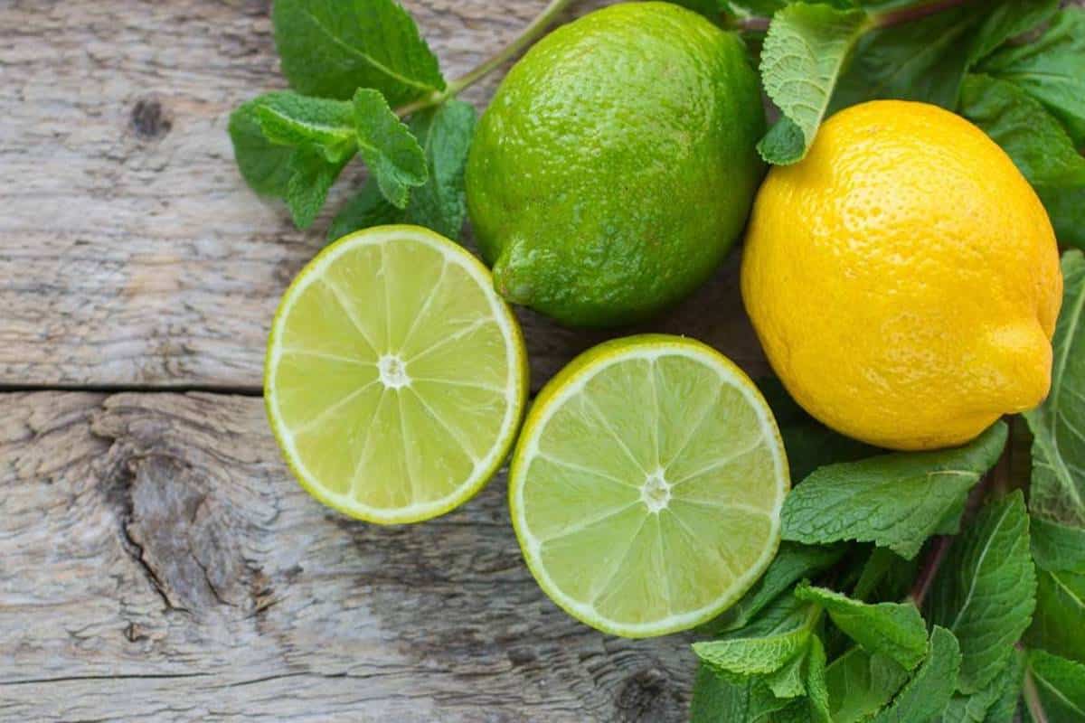 قیمت لیمو ترش در بازار تهران