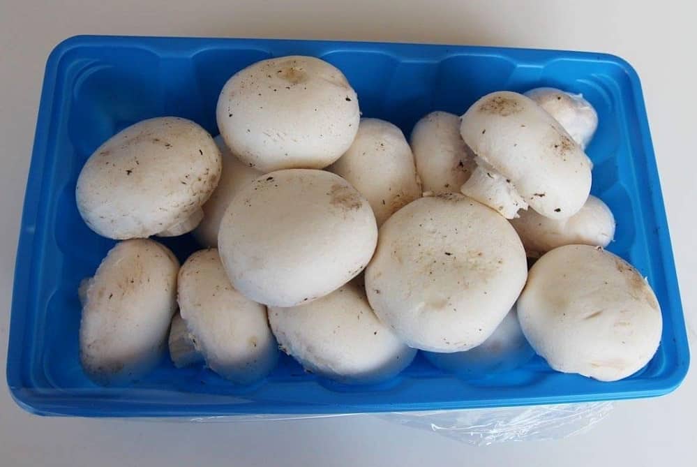 قیمت قارچ دکمه ای بسته بندی