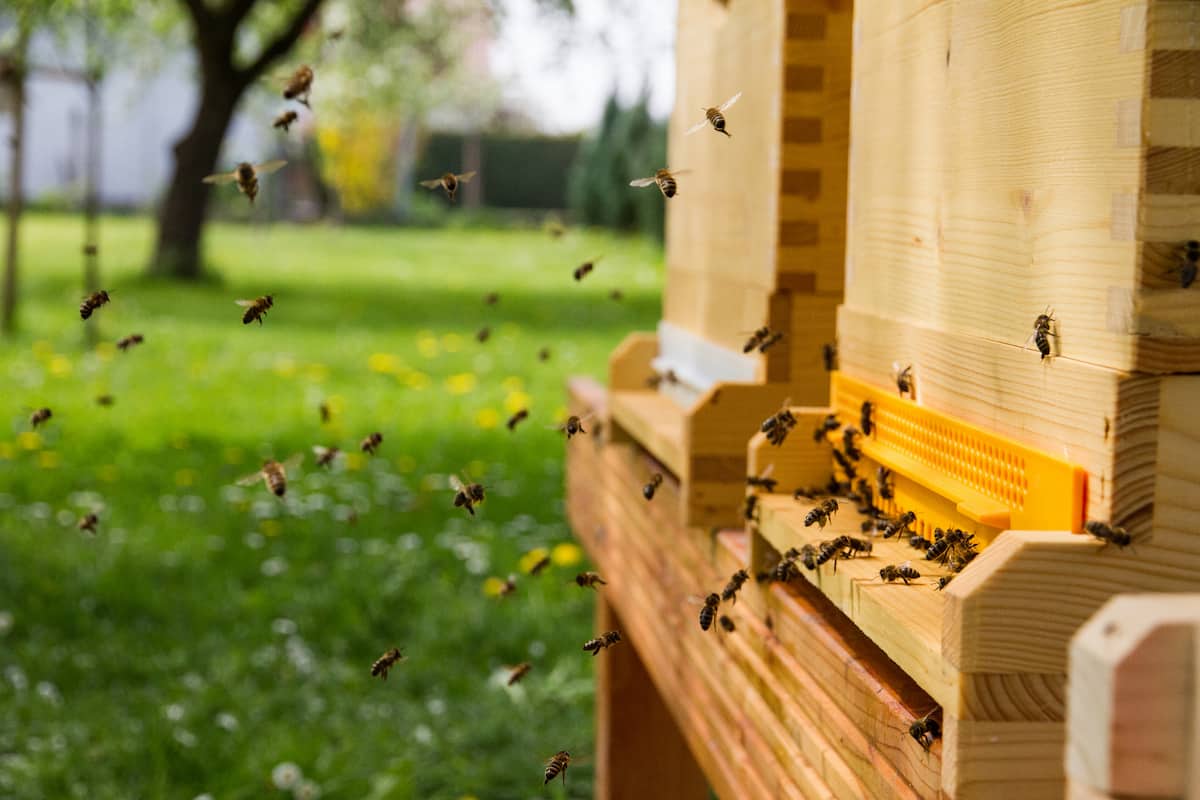 قیمت کندو عسل فومی