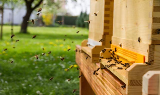 قیمت کندو عسل فومی