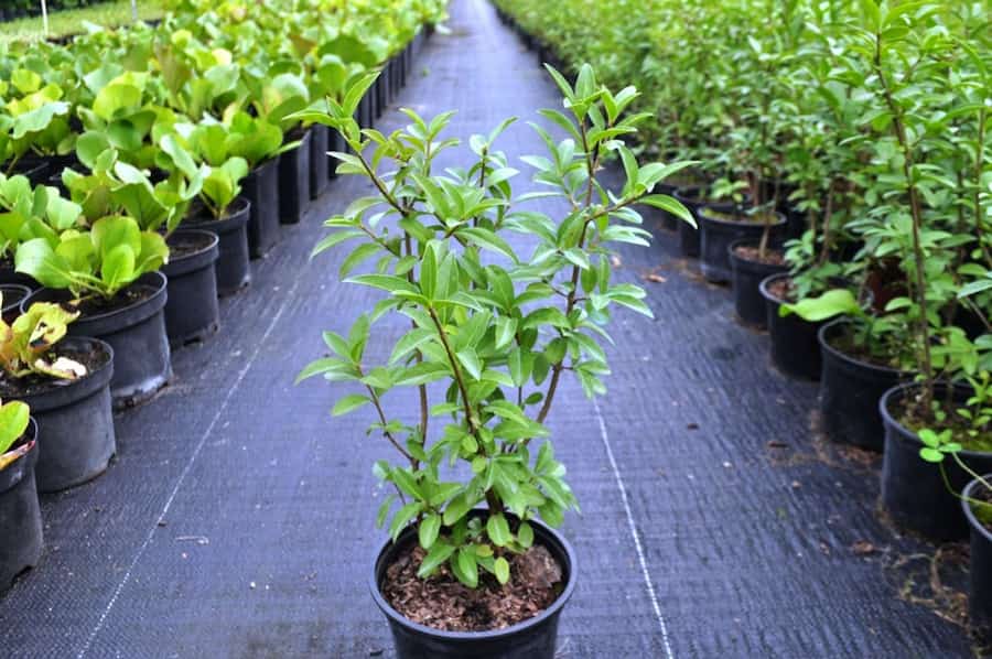 قیمت گلدان پلاستیکی گلخانه