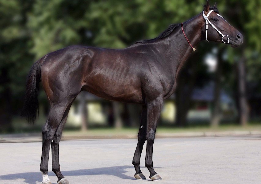 مناسب ترین قیمت اسب تروبرد اصیل در دی ۱۴۰۱