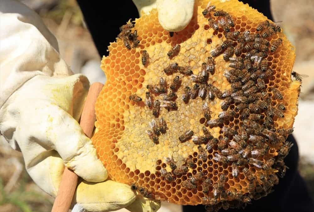 قیمت عسل کوهی کردستان