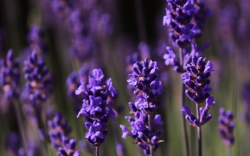 قیمت اسطوخودوس فرانسوی