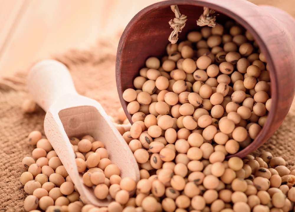 قیمت سویا یک کیلویی