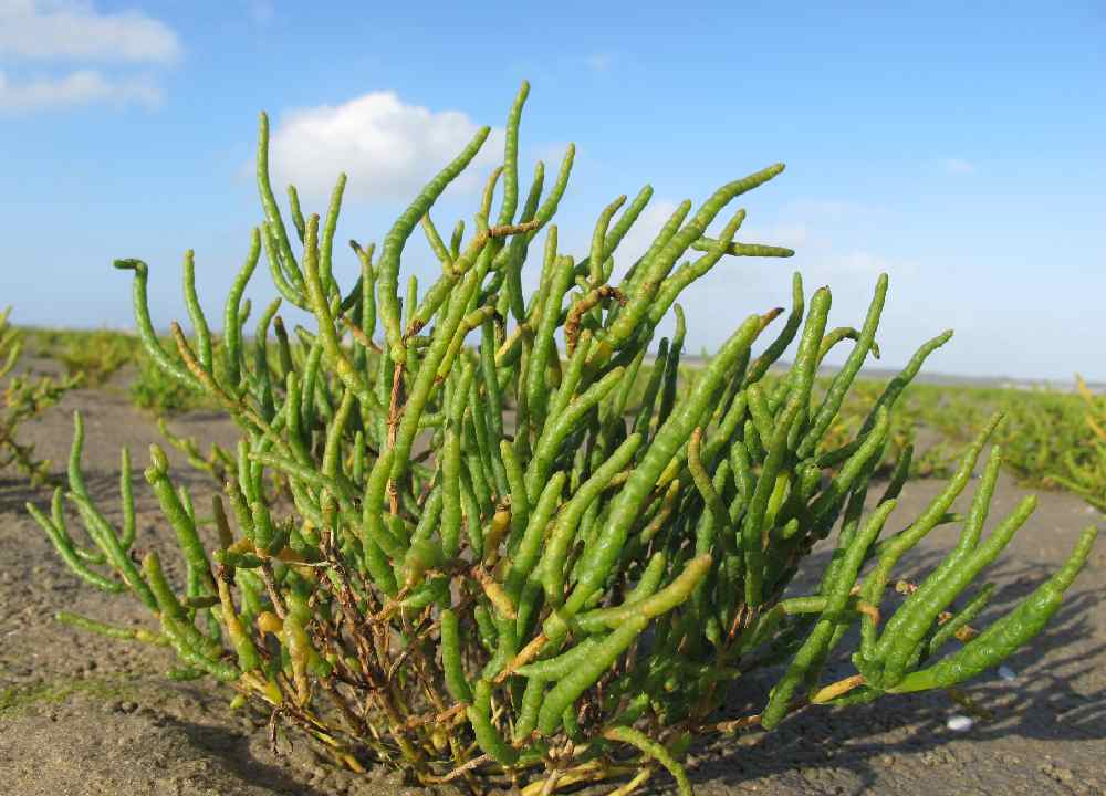 قیمت سالیکورنیا