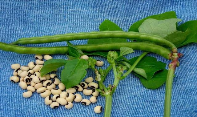 قیمت لوبیا چشم بلبلی در خوزستان