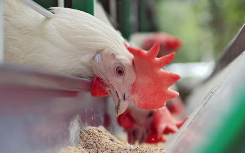 قیمت خوراک طیور گوشتی