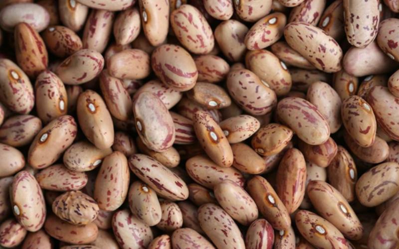 قیمت لوبیا چیتی تازه