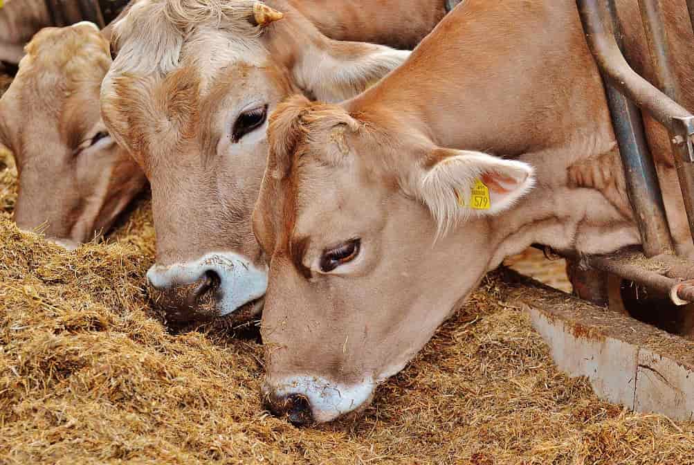 قیمت خوراک دام امروز