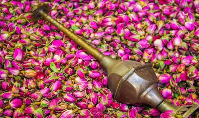 قیمت گل محمدی برای گلاب گیری