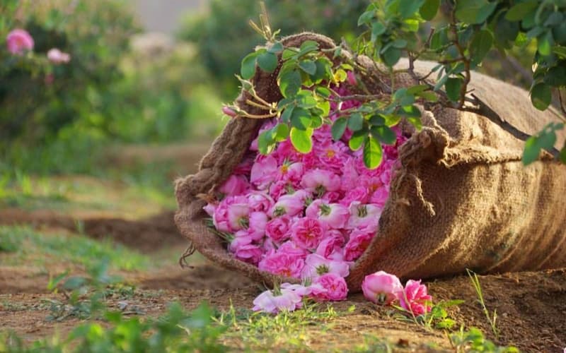 قیمت گل محمدی فله