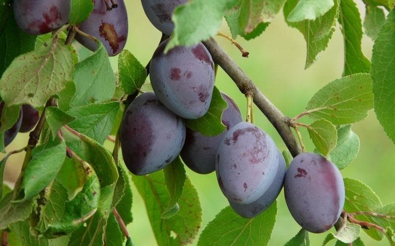 قیمت آلو شابلون