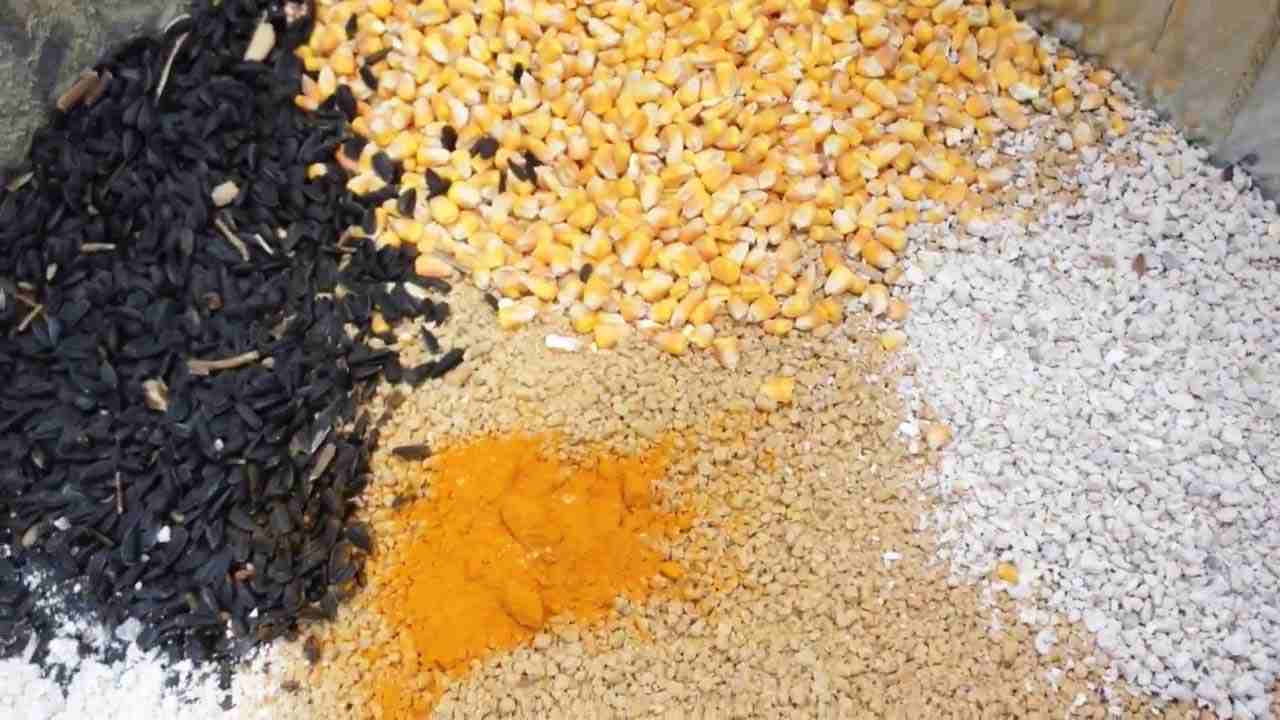 قیمت دان مرغ ۱۴۰۱