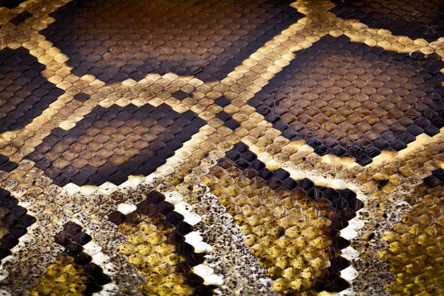 قیمت چرم پوست ماری