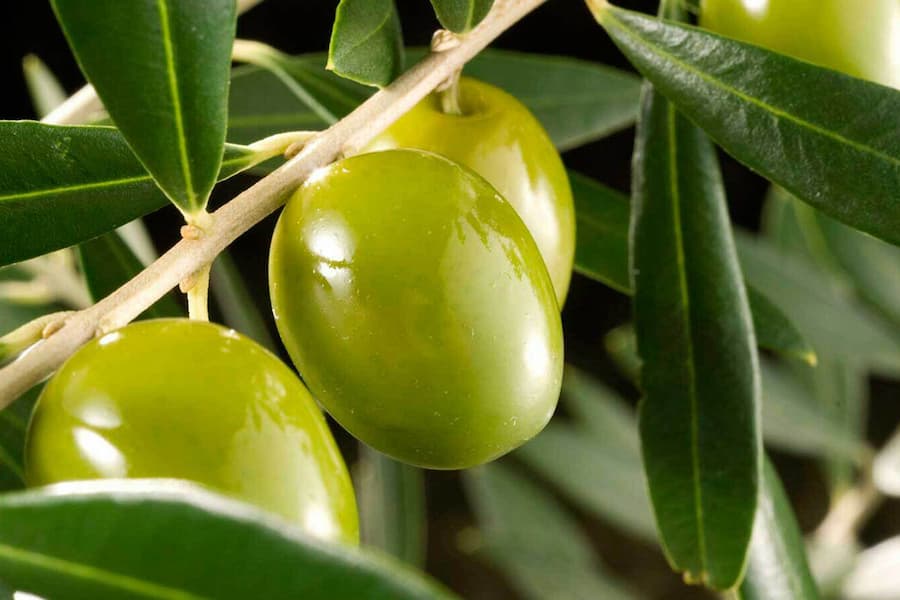 قیمت زیتون خام امروز