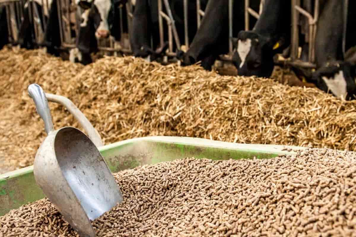 قیمت خوراک دام و طیور مدلل