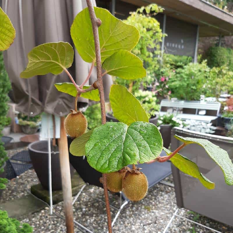 قیمت کیوی گلدانی