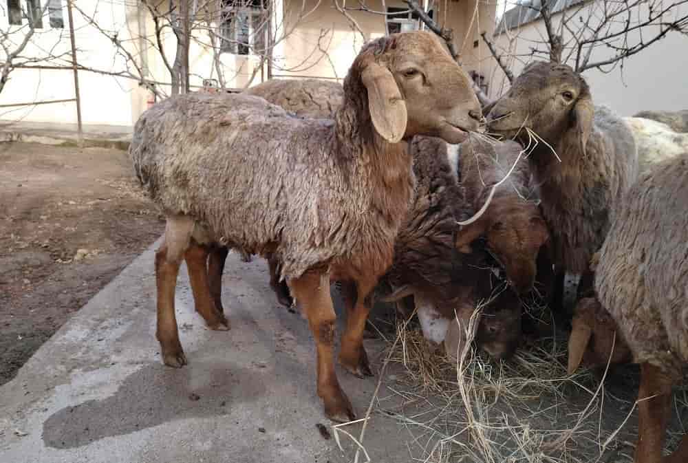 قیمت خوراک دام سبک