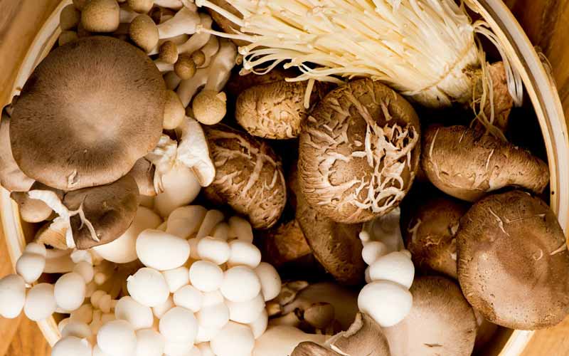 قیمت قارچ شیتاکه