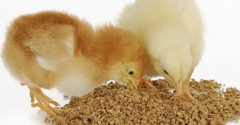 قیمت خوراک طیور کرمان