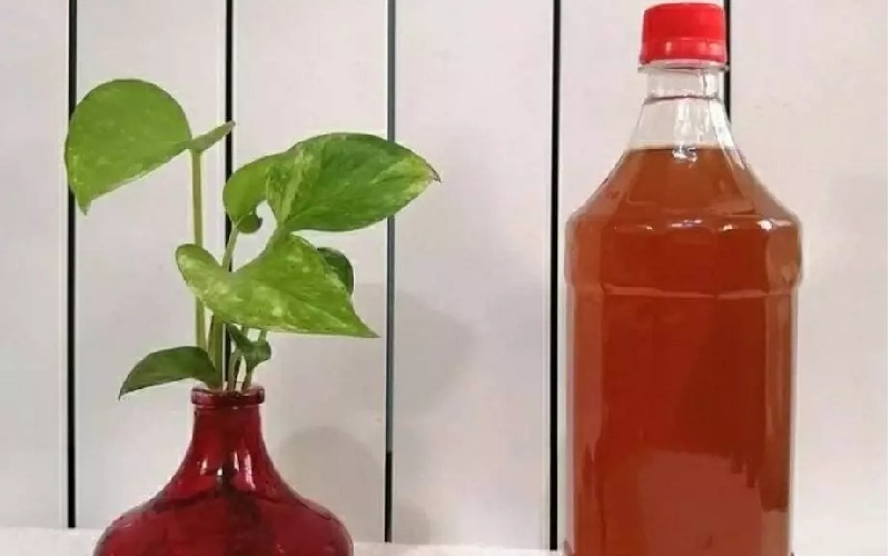 قیمت سرکه انجیر خانگی