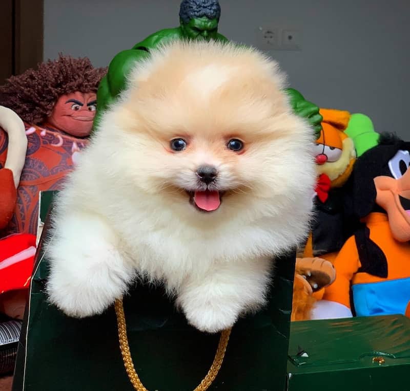 سگ جیبی؛ فروش سگ جیبی در 3 شهر تبریز، تهران، زنجان