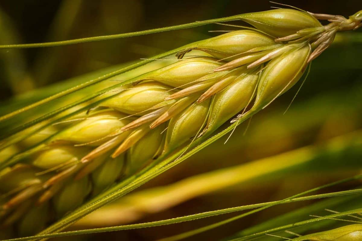 قیمت بذر گندم سیروان