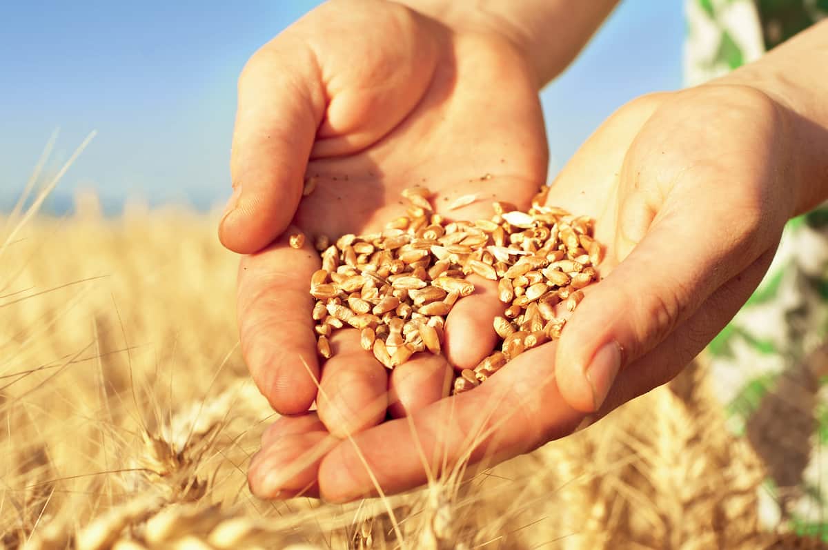قیمت بذر گندم دولتی