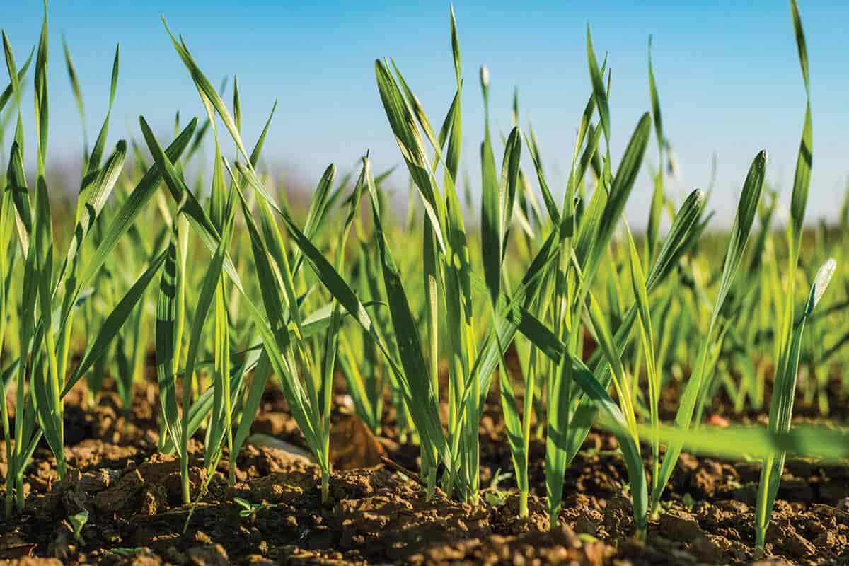 قیمت بذر یونجه گرمسیری