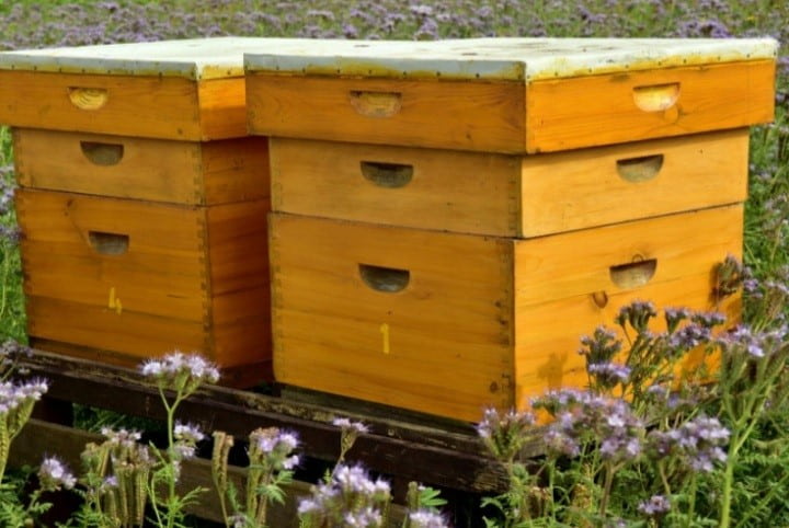 قیمت کندو عسل خالی