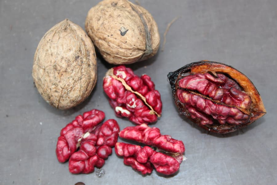 قیمت گردو قرمز