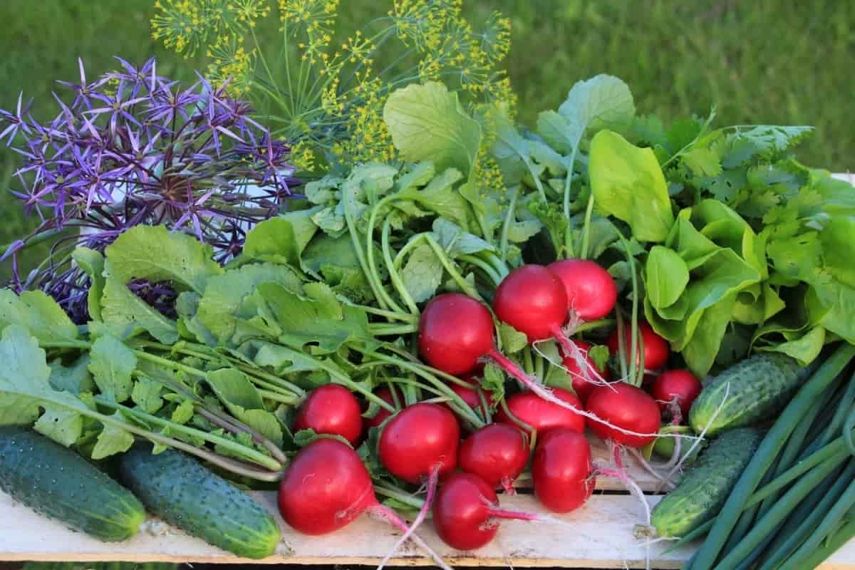 قیمت سبزی خوردن