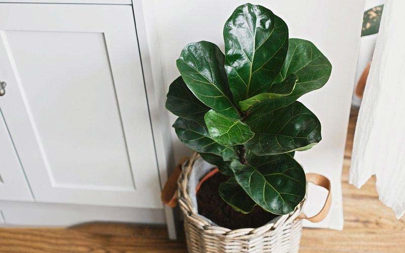 قیمت انجیر ربابی