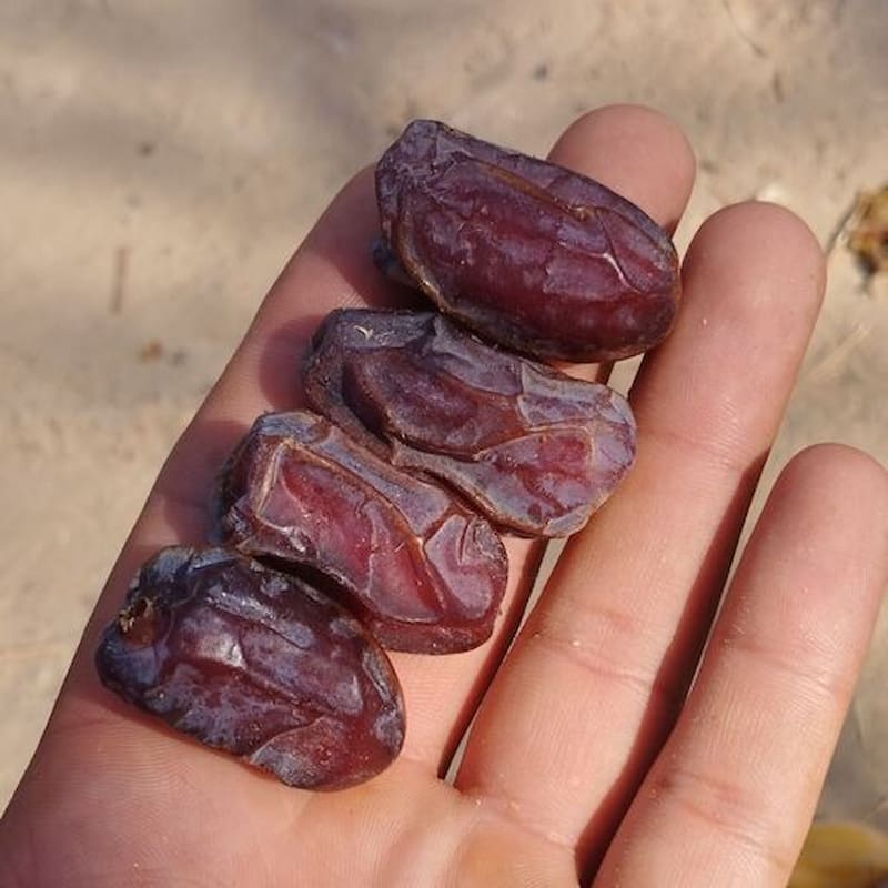 قیمت خرما دشتستان