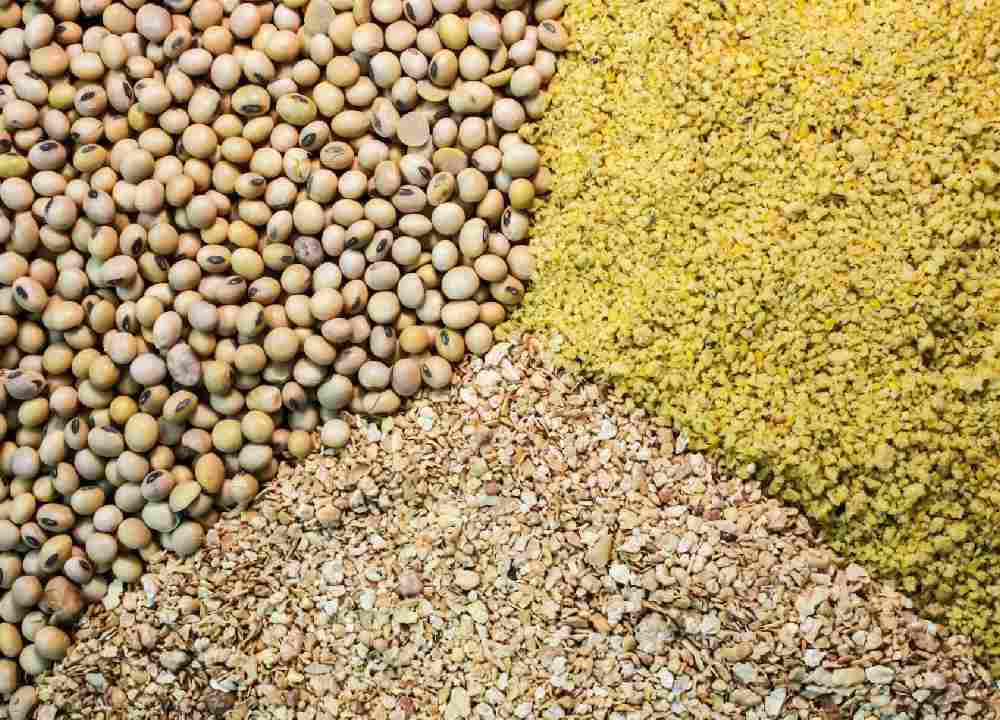 قیمت سویا کلهر بندر امام