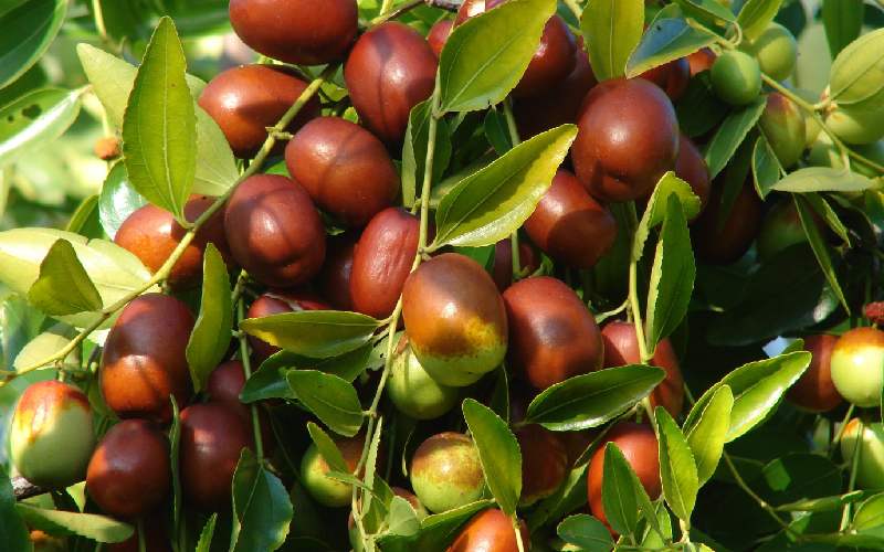 قیمت عناب تازه در اصفهان