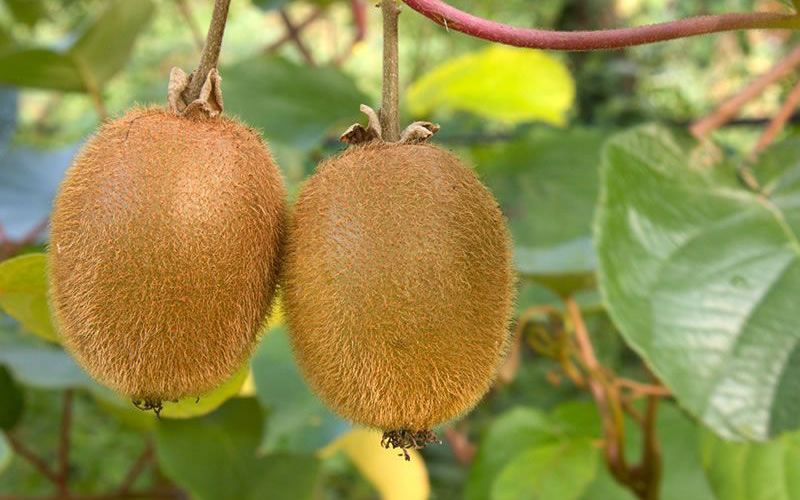 قیمت کیوی زیر برگ