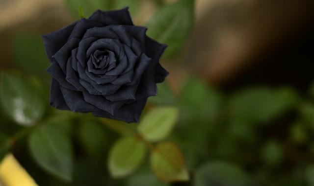 گل رز مشکی؛ باراکای طبیعی کمیاب خواستگاه Halfeti