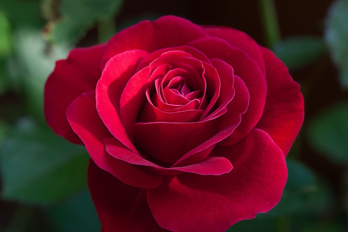 گل رز پایه بلند؛ ماندگاری بالا کاملا تازه 2 رنگ (سفید صورتی)