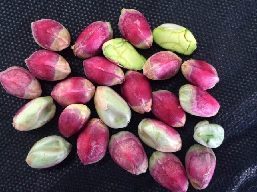 قیمت پسته تازه ۱۴۰۱ با پوست