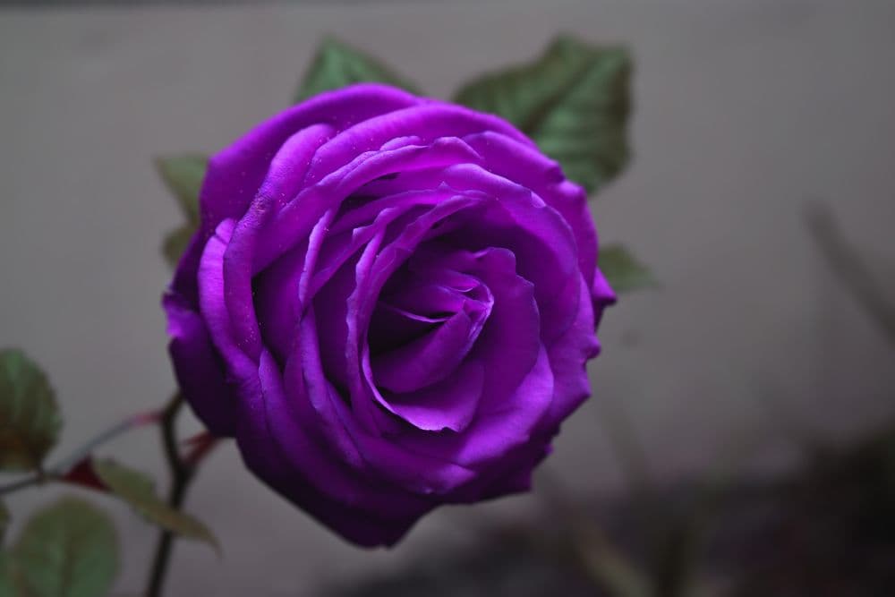 گل رز بنفش rose نماد عشق محبت عطری آرامش بخش مطبوع