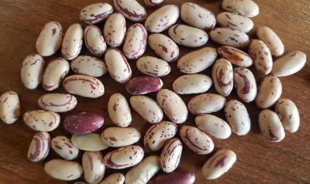 لوبیا چیتی شیراز؛ حبوبات خوراکی سایز درشت مواد معدنی فیبر