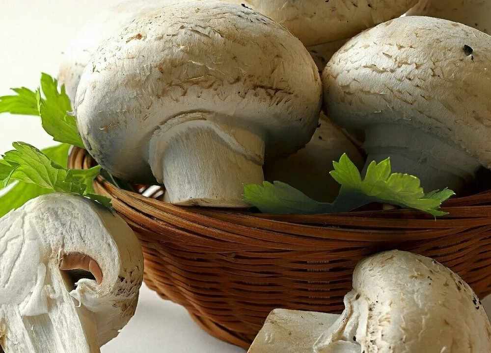 قارچ دکمه ای در مازندران؛ طعم بافت بی نظیر 3 کاربرد غذا سالاد ساندویچ